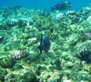 Doktorfische am Hausriff