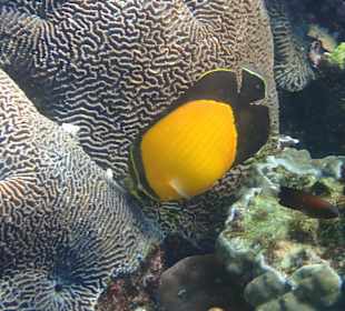 Unterwasserwelt Musandam