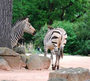 Zebras