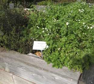 Kräutergarten