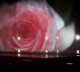 Lichtshow Rosengarten 