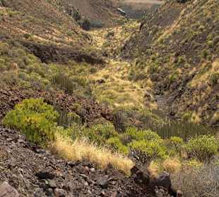 Roślinność Gór Gran Canaria