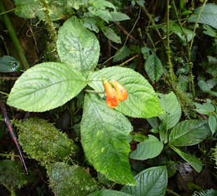 Wanderung durch den Nebelwald/Regenwald