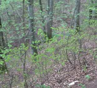 Premiumwanderweg Hochgebürzelt