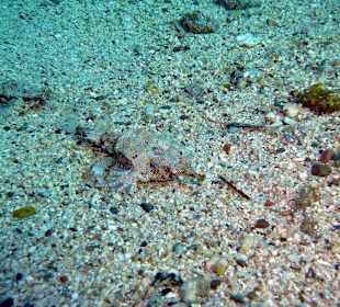 Flügelrossfische am Hausriff