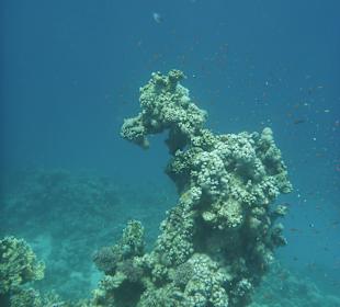 "Seepferdchen" Korallenstock