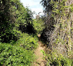 Spaziergang durch den Hòfi Pastor Park