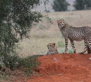 Tsavo West