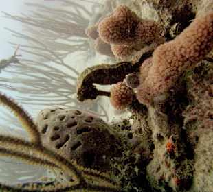 Unterwasserwelt Sosua Divecenter Merlin