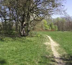 Sport- und Freizeitpark Markwasen