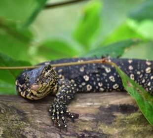 Stadtrundgang Induruw