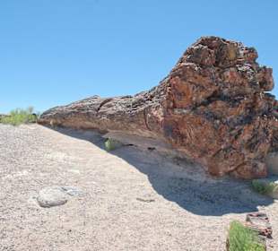 Petrified Forest