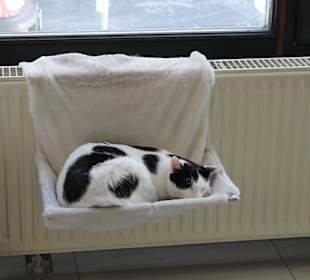Котэ