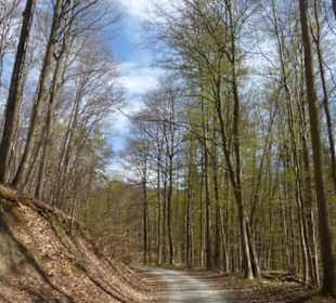 Wandereindrücke: von Handthal nach Ebrach