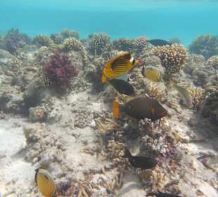 Schnorcheln Marsa Alam