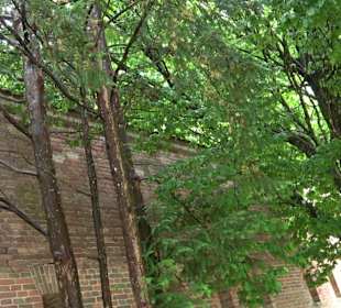 Baumlehrpfad Glacis Park