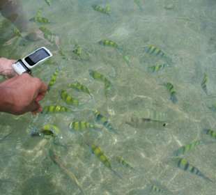 FISCHE KOH BON ISLAND