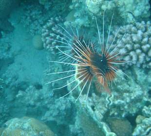 Lionfish