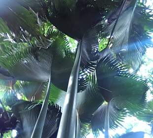 Valleé de Mai Dschungeldach