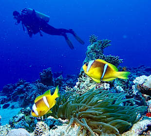 Tauchbasis Extra Divers El Quseir