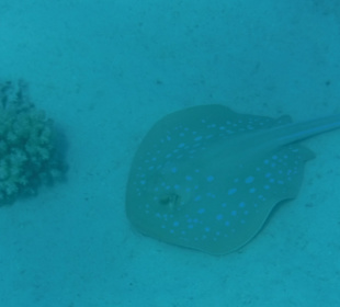 Schnorcheln Abdul Safaga