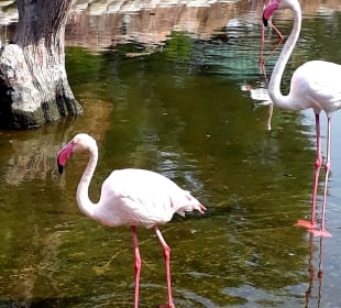 Al Areen Wildlife Park