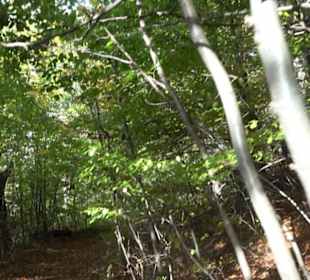 Premiumwanderweg hochgehkeltert Neuffen