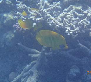 Korallen Riff mit Fisch