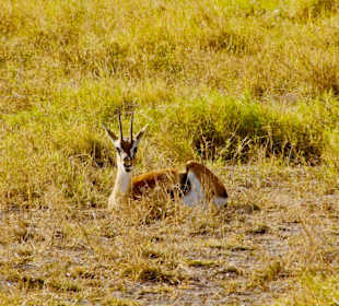 Thomson Gazelle