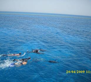 Schnorcheln mit Delfinen