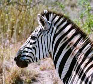 Zebra im Hluhluwe Nationalpark