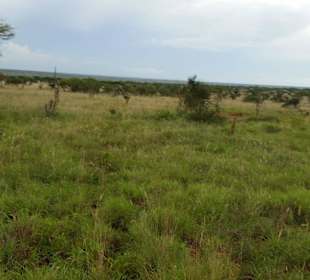 Sarova Salt Lick Game Lodge