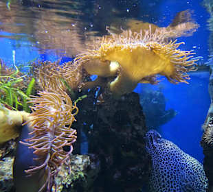 Im Aquarium des "Haus der Natur"