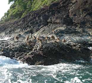 Monkey Mountain - Speedboat 4 Inseln & Schnorcheln