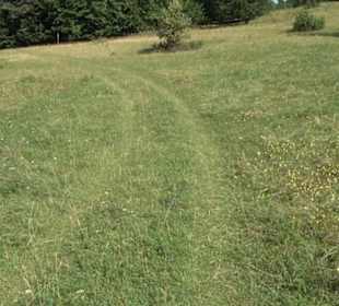 Wacholderheide Sternberg