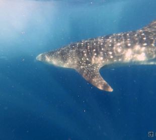 Einer von vielen Walhaien an dem Tag