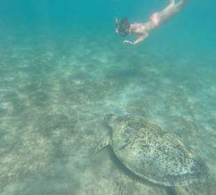 Бухта черепах