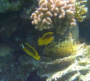 Far Garden Reef