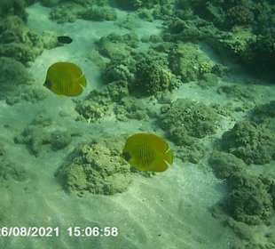 Schnorcheln Makadi Bay