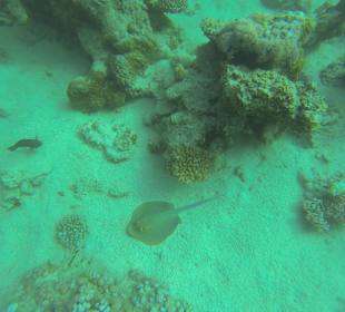 Blaupunkt-Stechrochen 