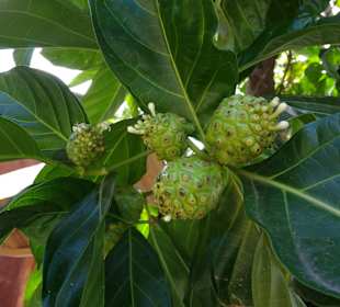 Stadtrundgang Cabarete	