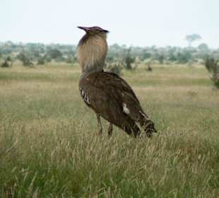 Riesen-Trappe im Tsavo Ost