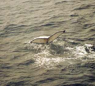 Walfluke an Steuerbord