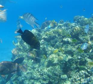 Riff vor dem Fort Arabesque