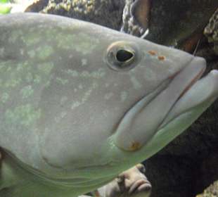 Riesen Fisch