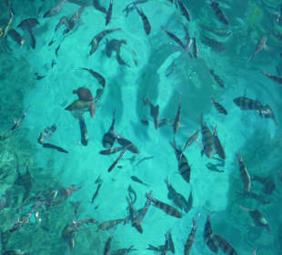 Fische