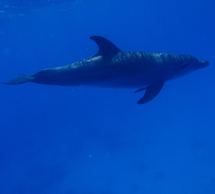 Delfin przy wyspie Paradise