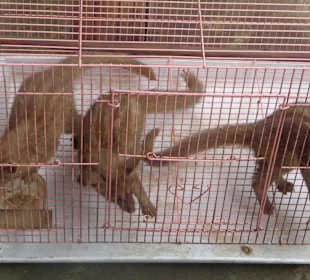 Baby Muwaks