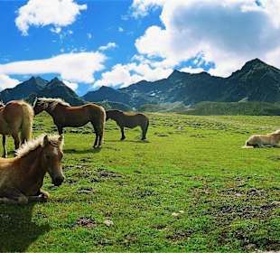 Kühtai Umgebung Sommer Almidylle 