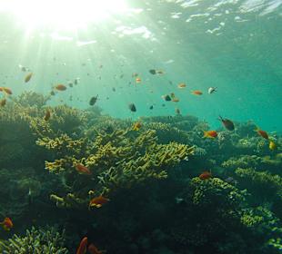  Riffe/Korallen